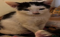 Mixed Breed cats for adoption: Goose the rescue kitten needs forever home - Image 5