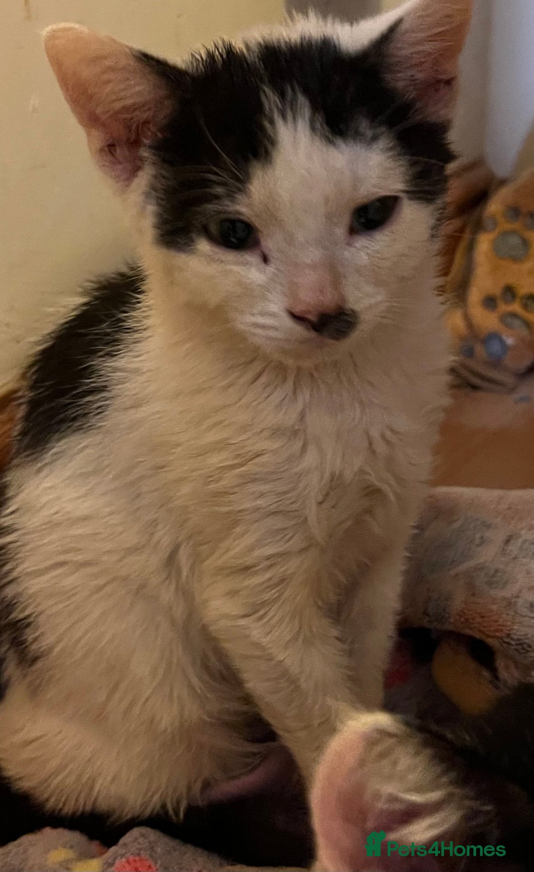 Mixed Breed cats for adoption: Goose the rescue kitten needs forever home - Image 5