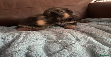 German Shepherd dogs - Advert 3