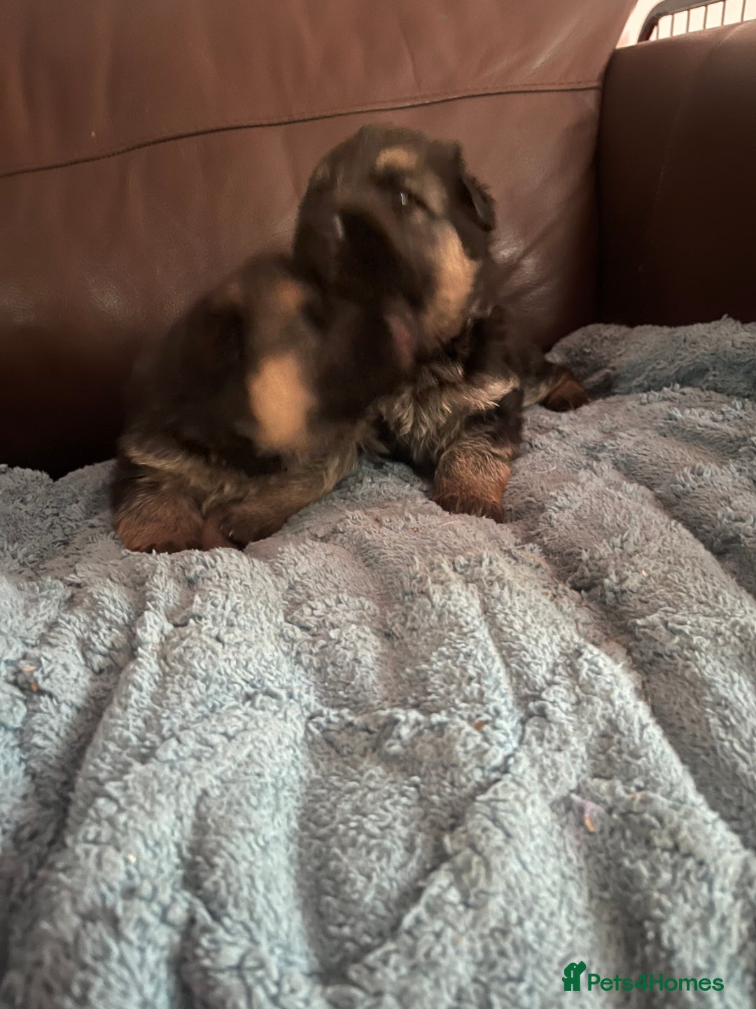 German Shepherd dogs for sale: German shepherd puppies kc registered - Image 2