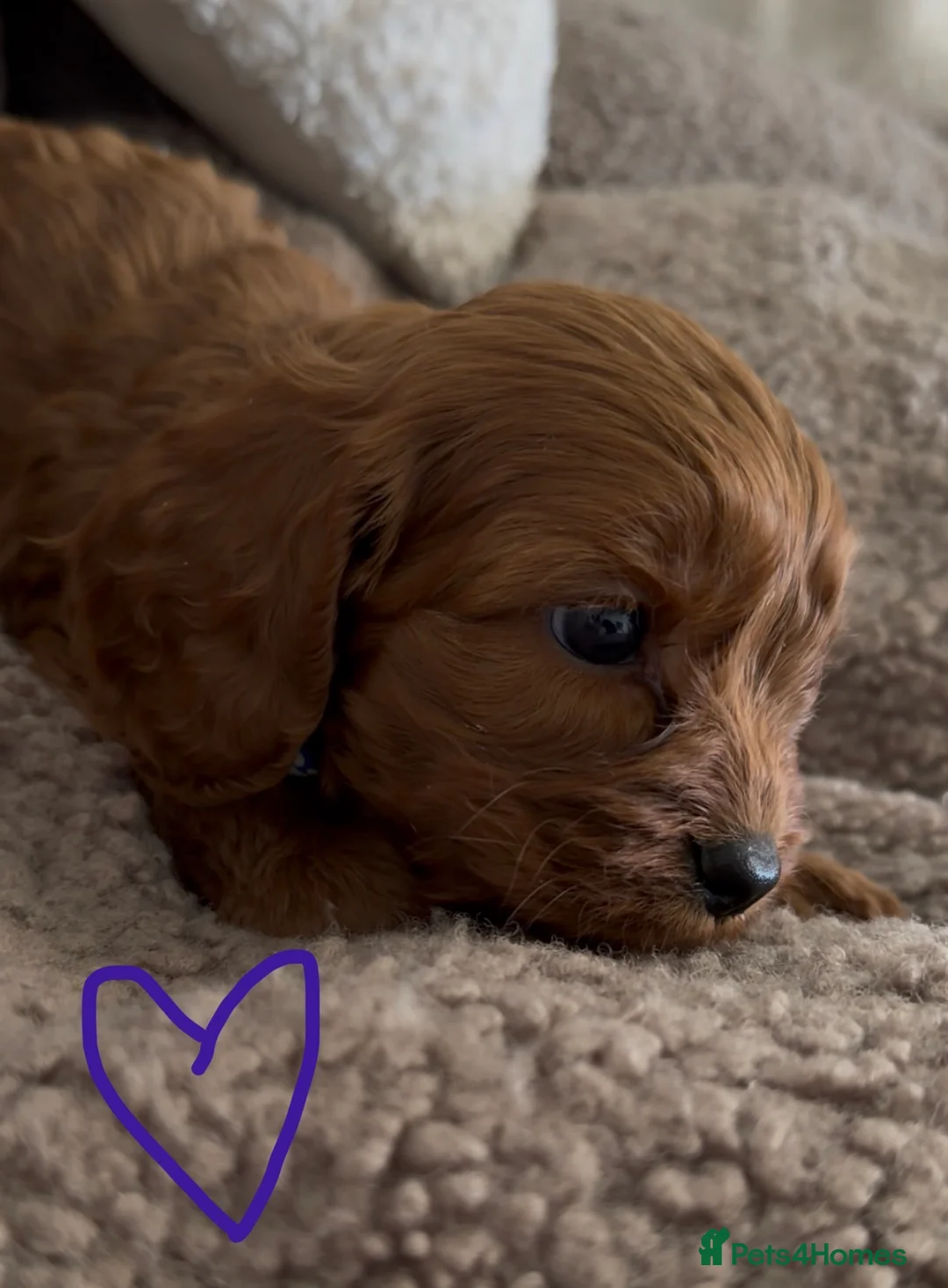 Cavapoo dogs for sale: F1 Cavapoo Puppies 🤎 3 girls, 2 boys 🤎 - Advert 19