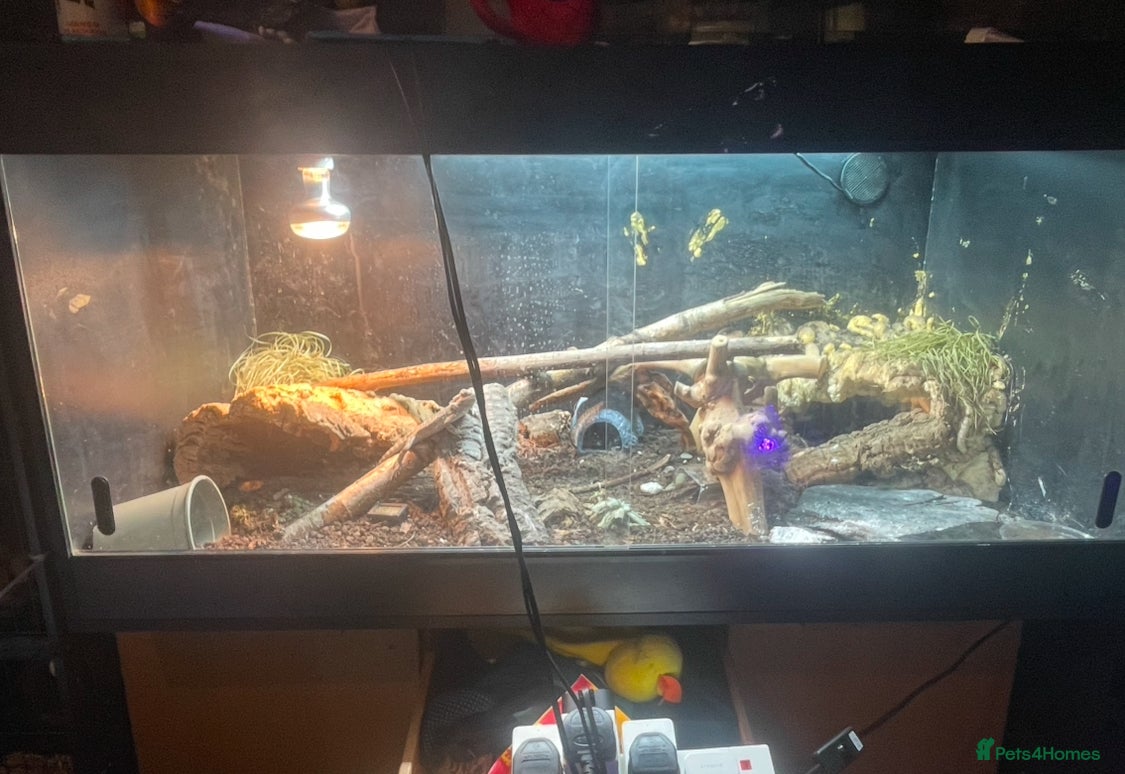 Bearded Dragon reptiles Suspected female + bio tank - Advert 5