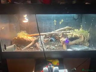 Bearded Dragon reptiles Suspected female + bio tank - Advert 1