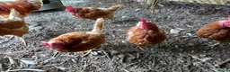 Chickens poultry for sale: Rescue Ex Commercial Laying Hens Chickens - Advert 2