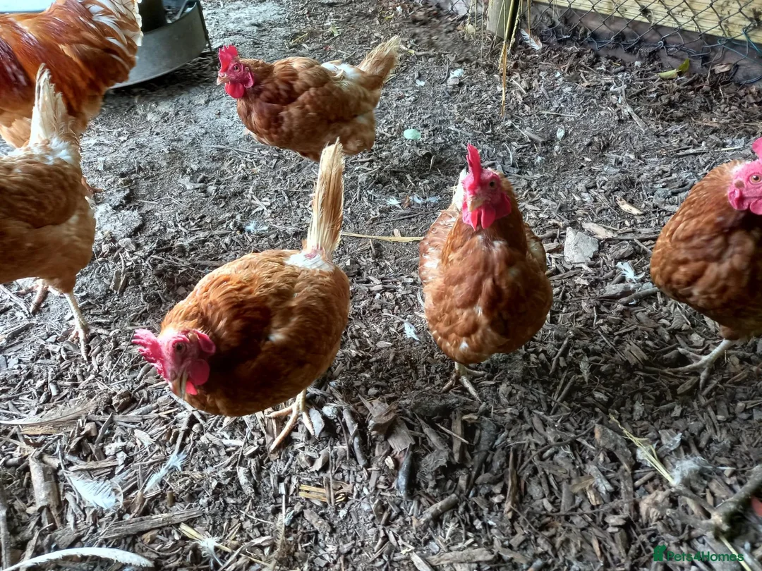 Chickens poultry for sale: Rescue Ex Commercial Laying Hens Chickens - Advert 2