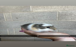 Guinea Pig rodents for sale: Lovely guinea pigs looking for their new homes!  - Image 19