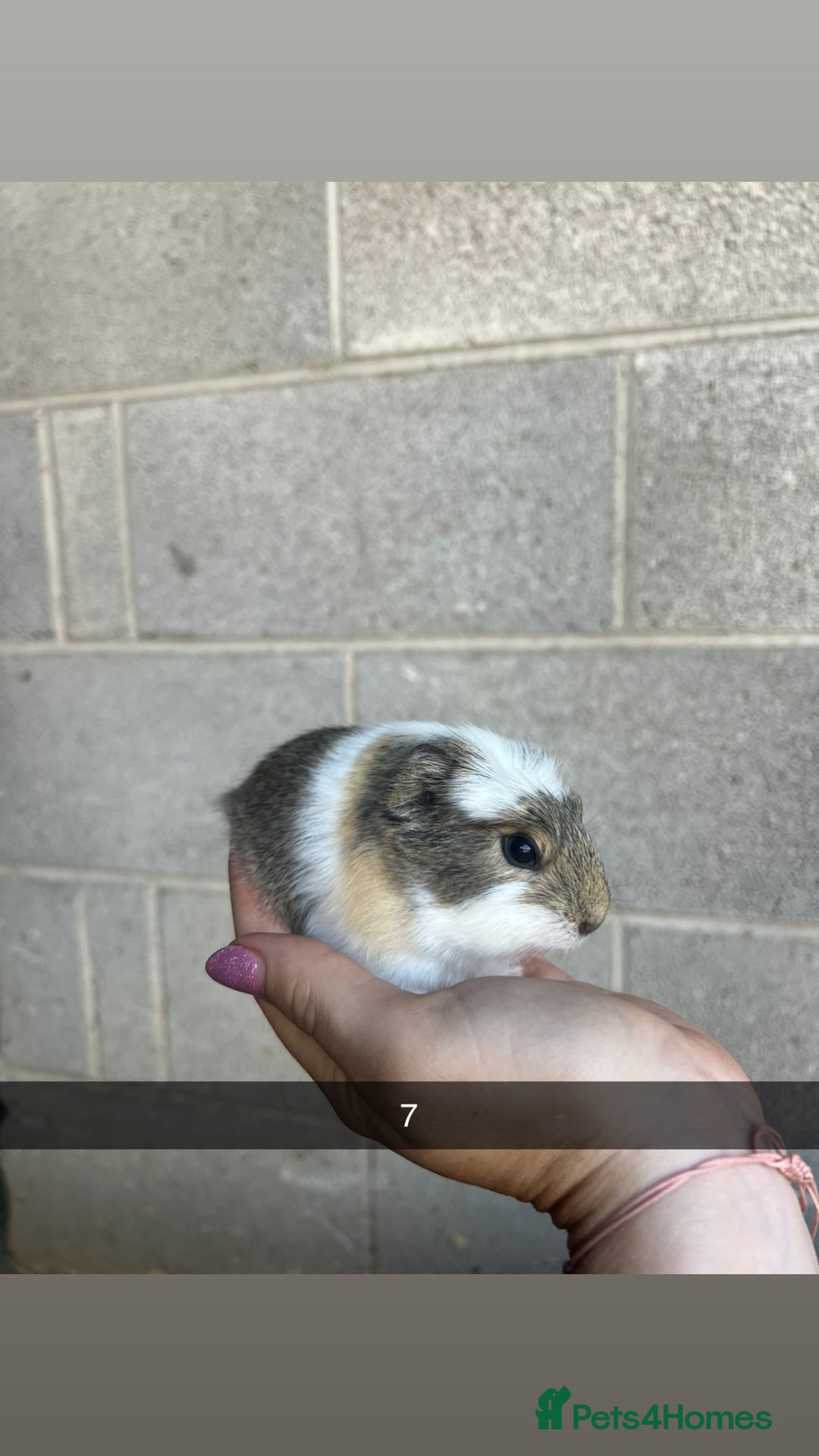 Guinea Pig rodents for sale: Lovely guinea pigs looking for their new homes!  - Image 19