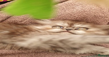 Persian cats - Advert 9