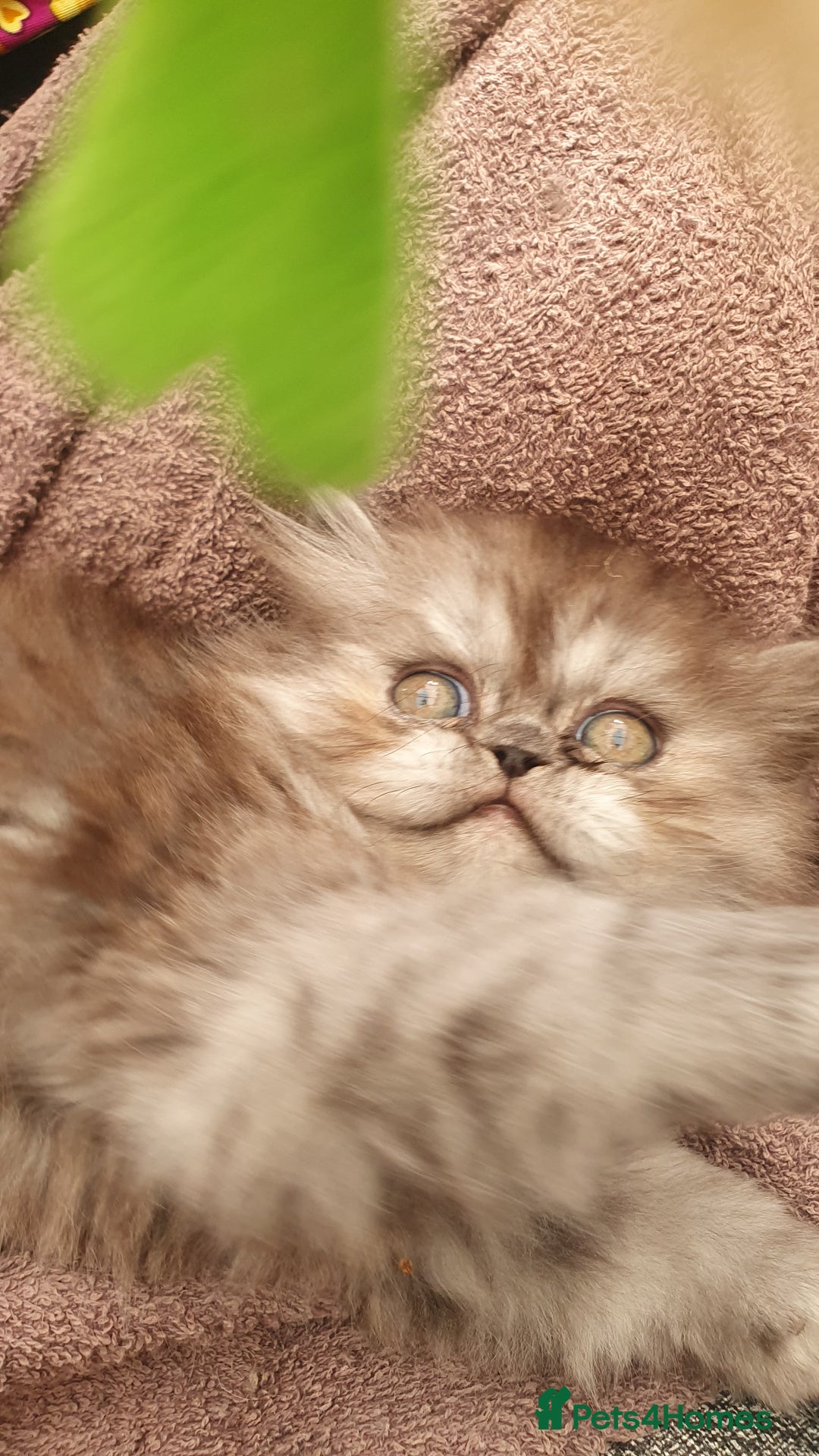 Persian cats for sale: Pure long hair Persian boys and girls  - Image 3