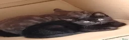 Serengeti cats for sale: 2 cats and to kitty in Boston - Advert 6