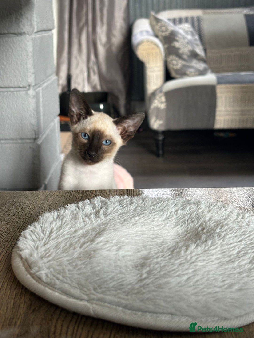 Siamese cats for sale: Only 2 GCCF registered Siamese kittens left. - Image 22
