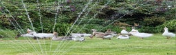 Ducks poultry for sale: All Unwanted poultry taken (REHOME) - Advert 1