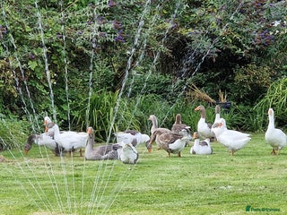 Ducks poultry - Advert 22