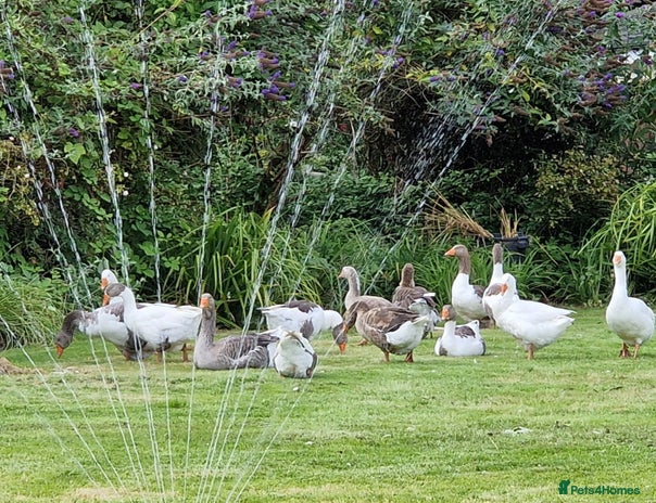 Ducks poultry - Advert 1