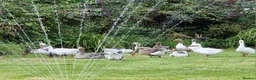 Ducks poultry for sale: All Unwanted poultry taken (REHOME) - Advert 1