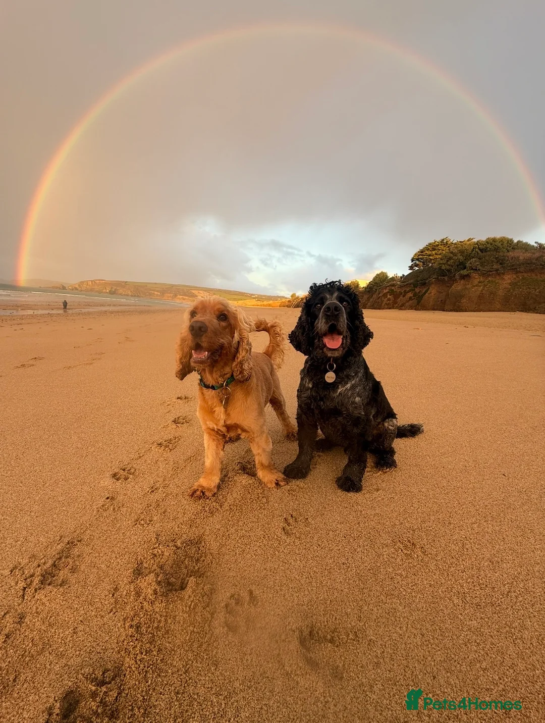 Cocker Spaniel dogs for sale: Two amazing cockers for new home  in Falmouth - Advert 1