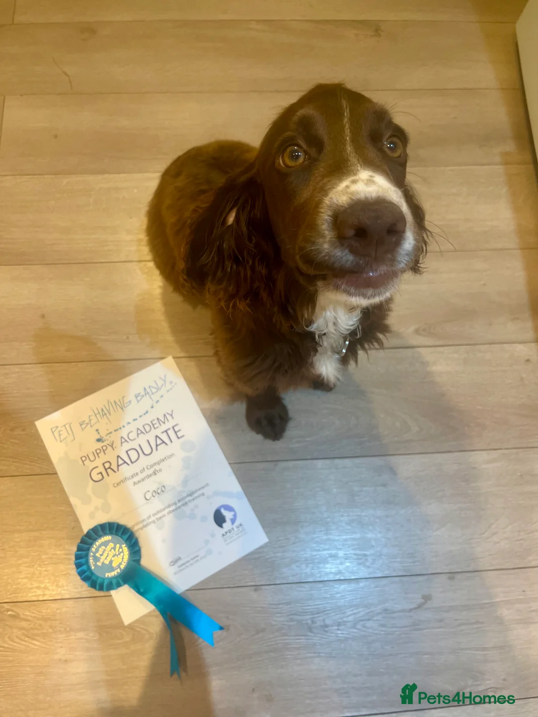 Cocker Spaniel dogs for sale: Coco  - Advert 9