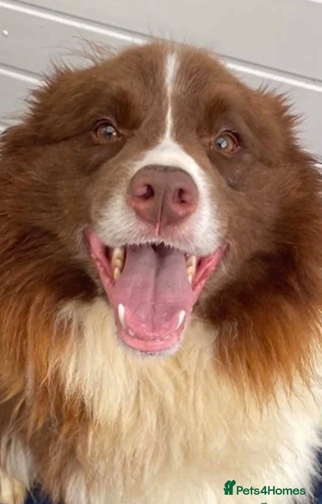 Border Collie dogs for sale: Show Quality KC Reg Border Collie Puppies  - Advert 33