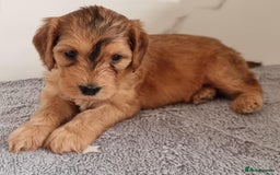 Cockapoo dogs for sale: Cockapoo's - Image 16