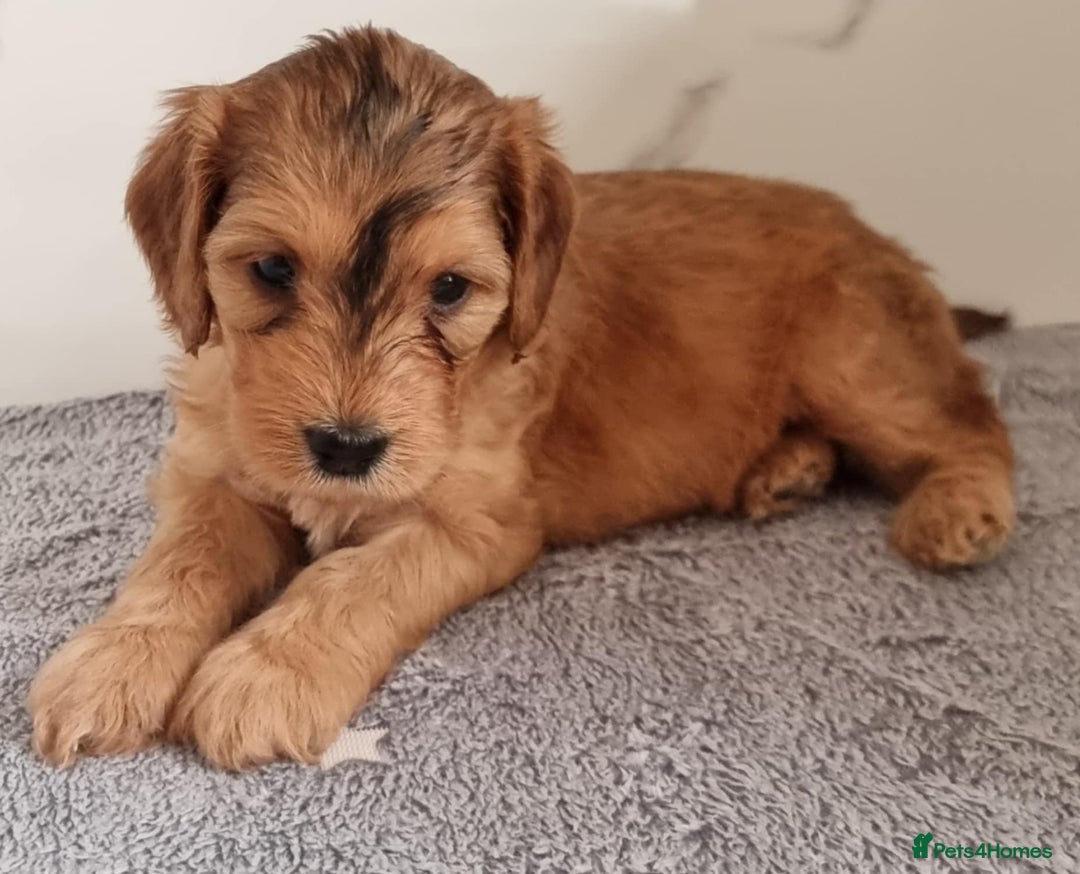 Cockapoo dogs for sale: Cockapoo's - Image 16