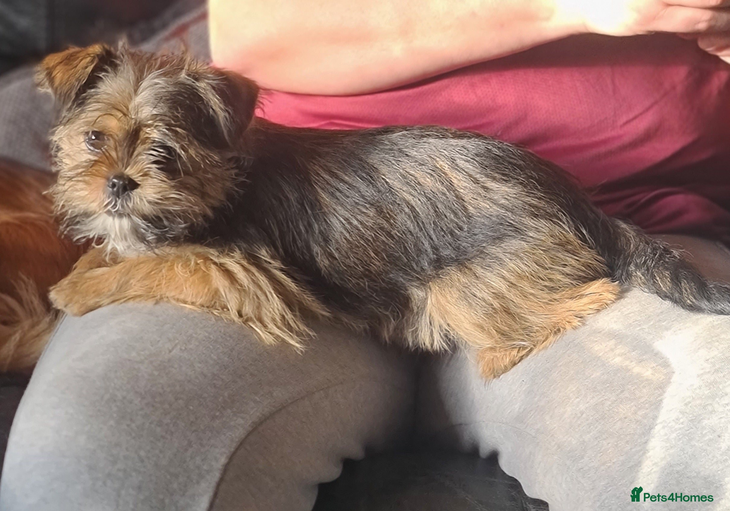 Mixed Breed dogs Lovely shih tzu x chihouha puppy - Advert 1