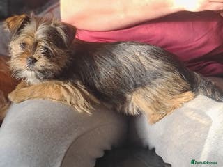Mixed Breed dogs Lovely shih tzu x chihouha puppy - Advert 17