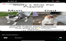 Mixed Breed dogs for sale: Staffy x shar pei  - Advert 1
