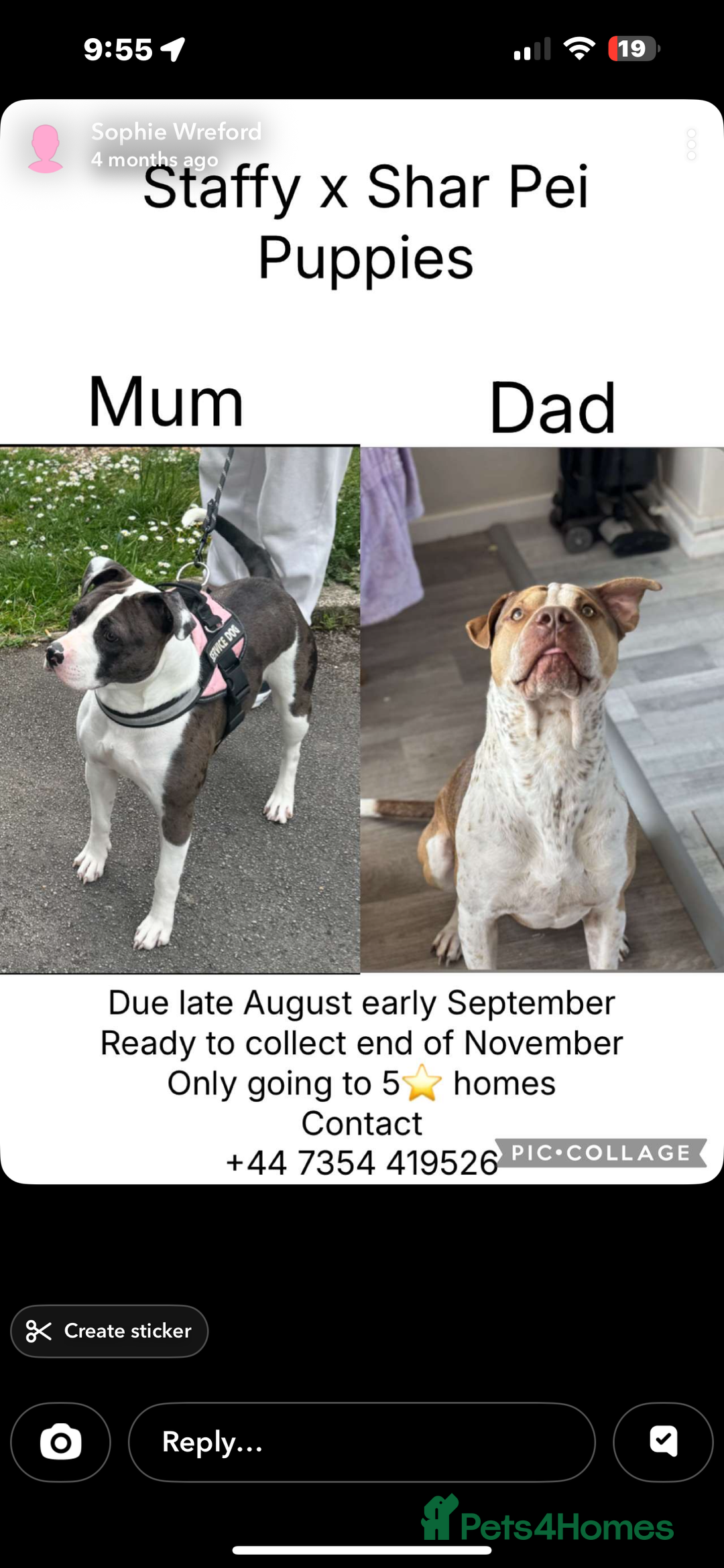 Mixed Breed dogs for sale: Staffy x shar pei  - Advert 1