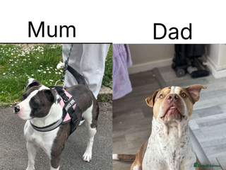 Mixed Breed dogs Staffy x shar pei - Advert 6