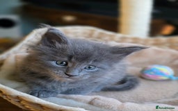 Maine Coon cats for sale: Two beautiful blue smoked mainecoon girls 4 sale  - Image 6