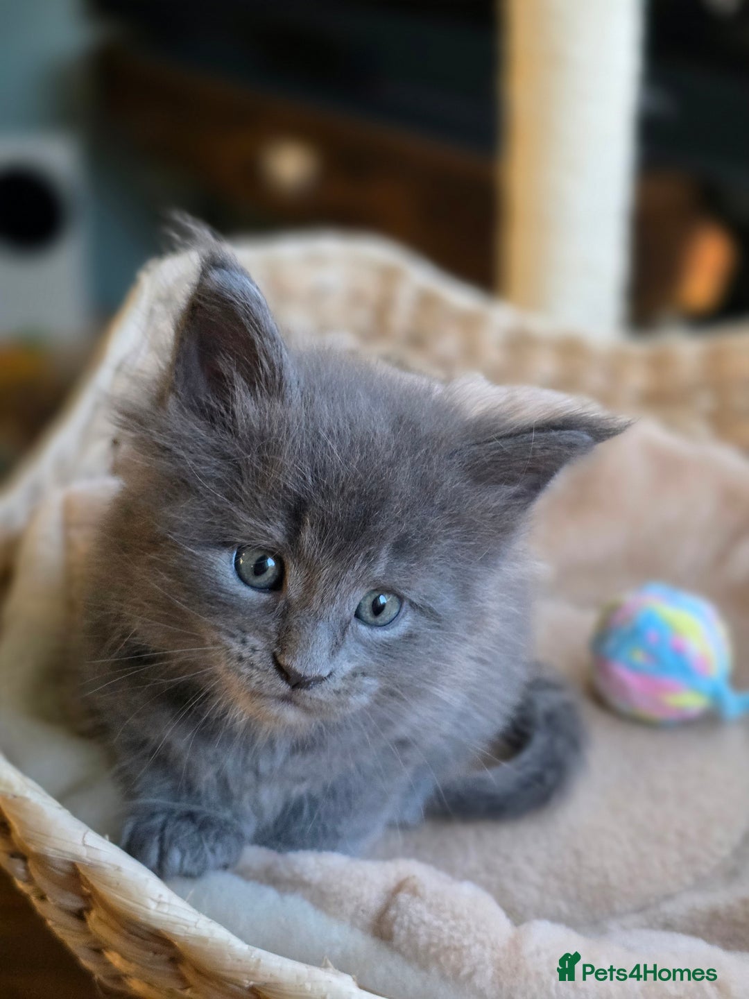 Maine Coon cats for sale: Two beautiful blue smoked mainecoon girls 4 sale  - Image 6