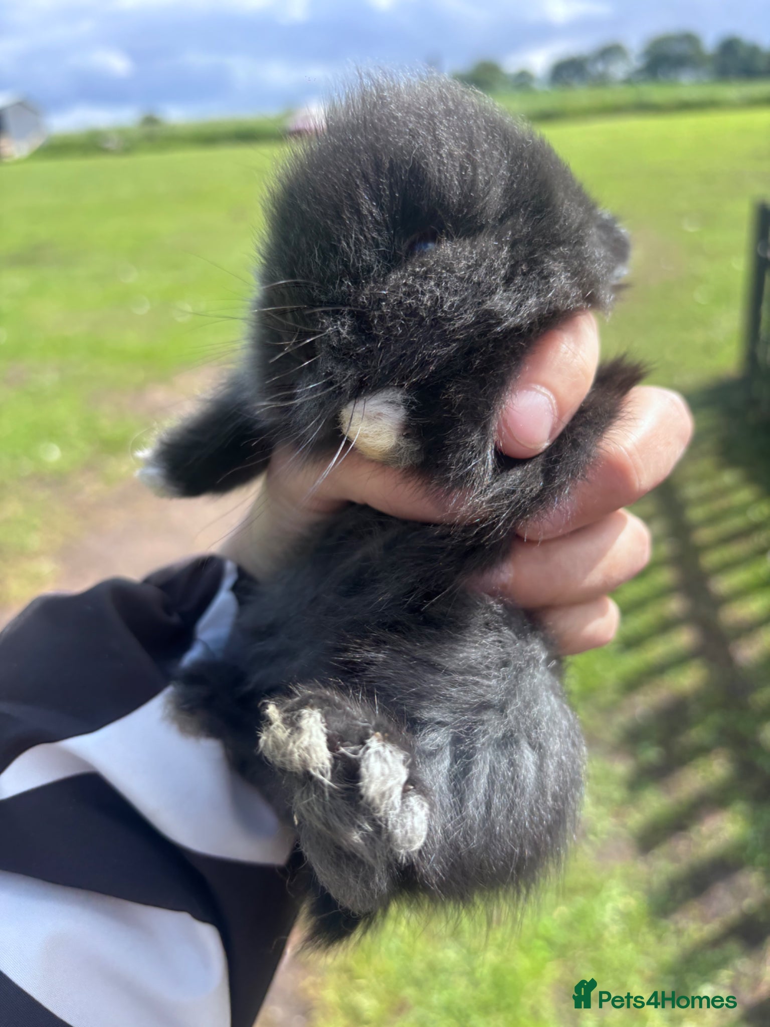 Lionhead rabbits for sale: Stunning lion head bunnies for sale  - Advert 13
