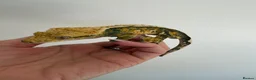 Gecko reptiles for sale: Tri colour Male  - Advert 3
