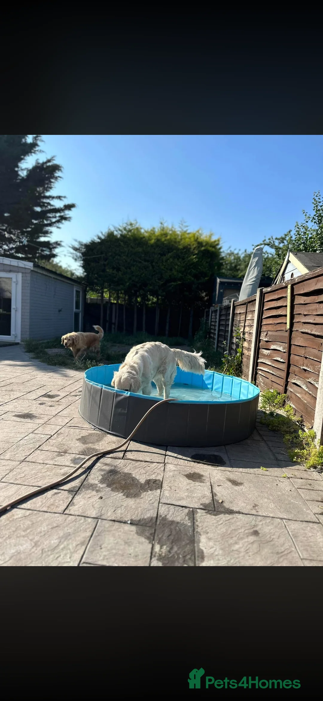 Golden Retriever dogs for sale: KC Golden retriever puppies/Due end of March  - Advert 12