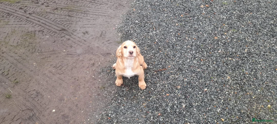 Cocker Spaniel dogs for sale: Working Cocker Spaniel - Advert 13