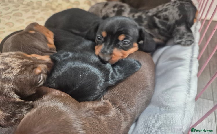 Dachshund dogs - Advert 4