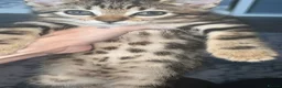 Mixed Breed cats for sale: Bengal mix - Advert 18