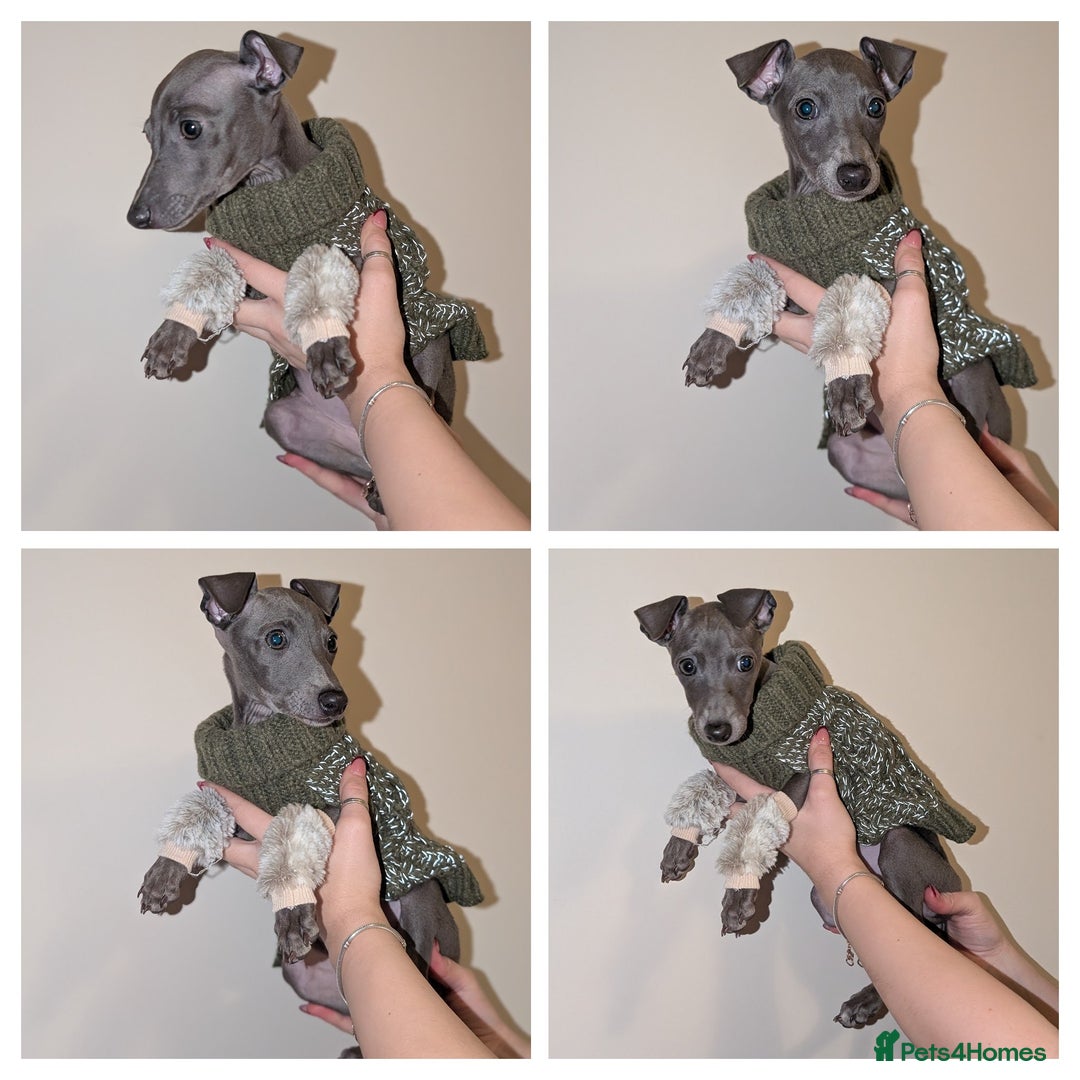 Italian Greyhound dogs for sale: Italian grey hound female  - Advert 2