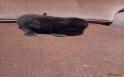 Mixed Breed cats for sale: Four mixed breed British short kittens - Image 29