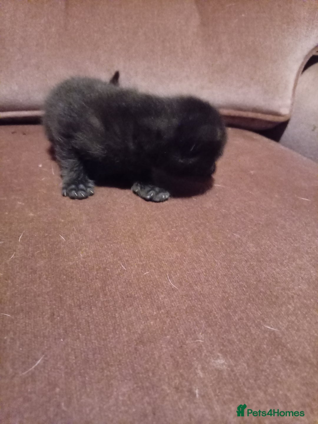Mixed Breed cats for sale: Four mixed breed British short kittens - Image 29