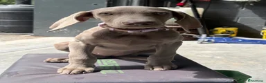 Weimaraner 1