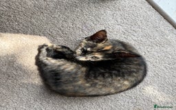 Domestic Shorthair cats for sale: Friendly, cute little kittens with Asian parentage - Image 36