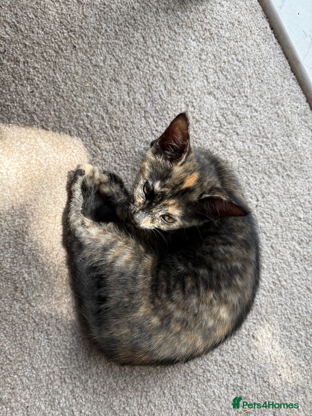 Domestic Shorthair cats for sale: Friendly, cute little kittens with Asian parentage - Image 36