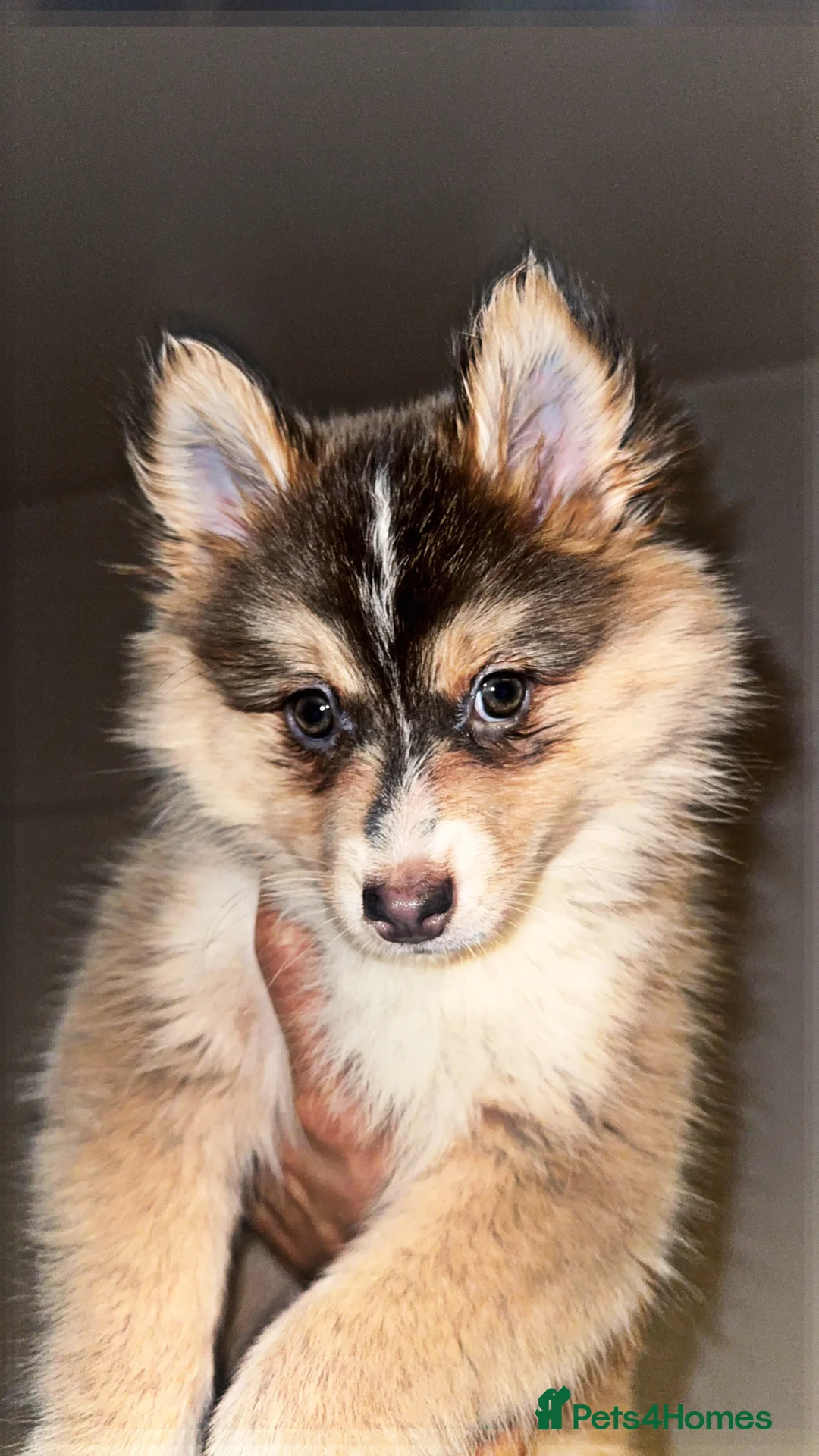 Pomsky dogs for sale: Skye and Sahara  - Advert 26