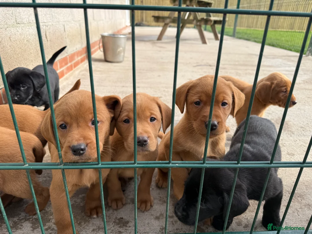 Labrador Retriever dogs for sale: Stunning FULLY HEALTH TESTED Labrador Puppies  - Advert 1