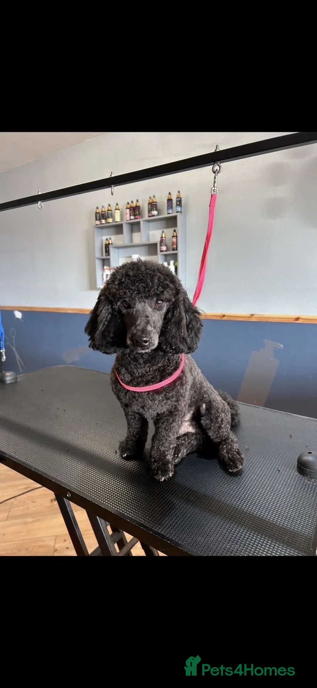 Toy Poodle dogs for stud: Toy poodle for stud  in Bradford - Advert 1