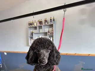 Toy Poodle dogs Toy poodle for stud - Advert 1