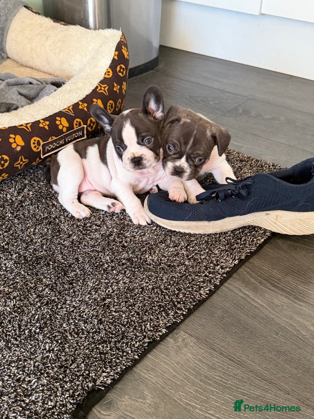 French Bulldog dogs for sale: Puppys  - Advert 7