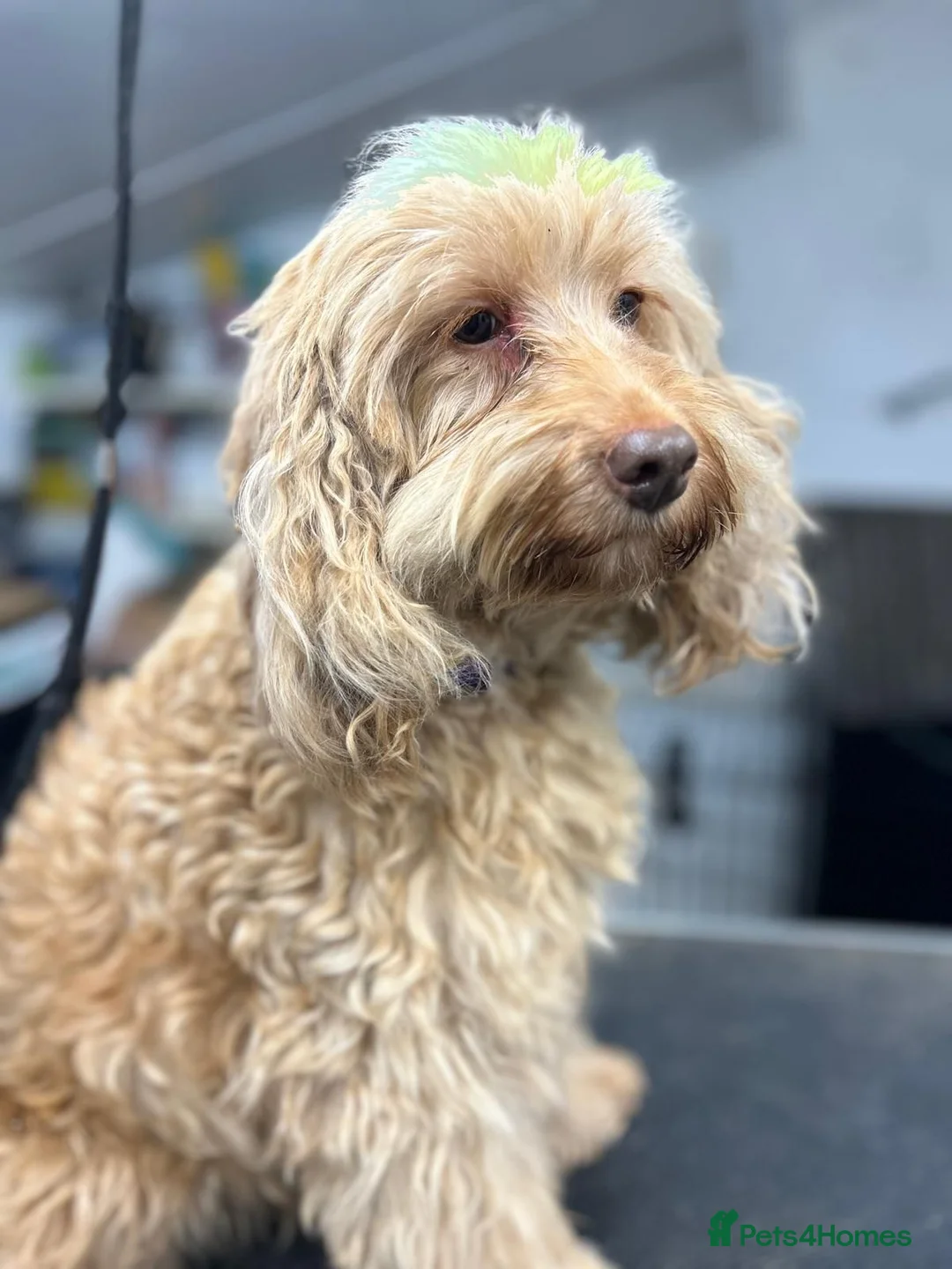 Cockapoo dogs for sale: Cute as can be Cockapoos - Advert 2