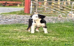 Border Collie dogs for sale: Border Collie Male - Image 9
